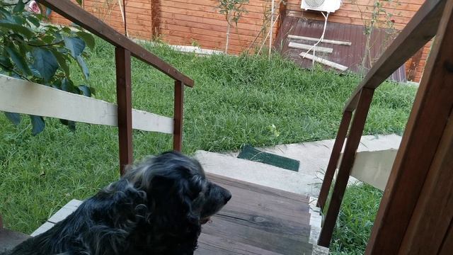 СОЧИ ГОРНОЕ ЛОО ВЕЧЕР КОСИМ ТРАВУ 11.08.2025 смотреть онлайн