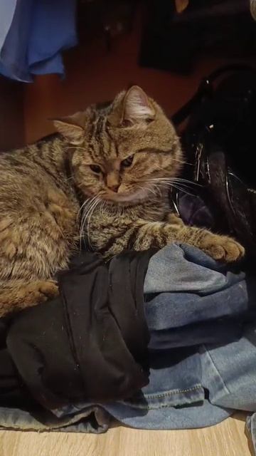 Спрятался в шкафу смотреть онлайн