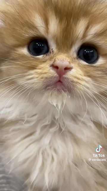 котик смотреть онлайн