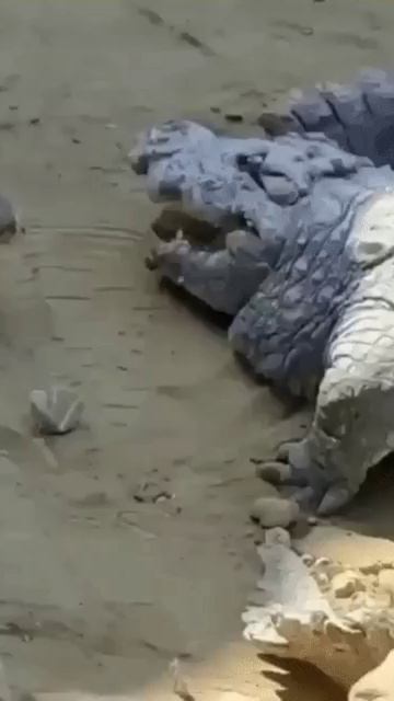 Смелая кошка смотреть онлайн