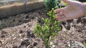 Обзор клумбы возле теплицы.