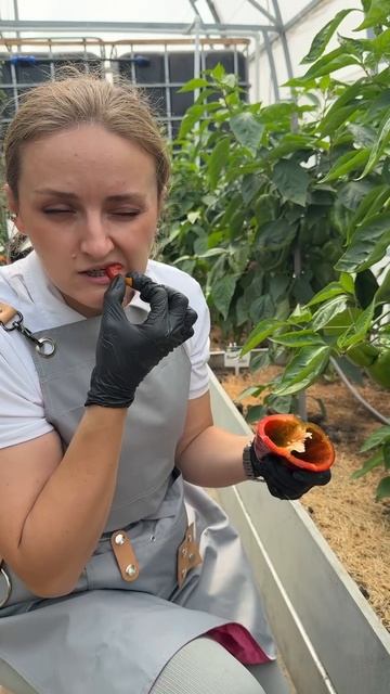 ПЕРЕЦ ВОЛОВЬЕ УХО смотреть онлайн