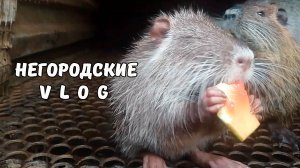 Любители арбузных корок. Охлаждающий душ для НУТРИЙ. 01.08.25