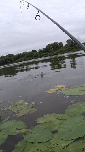 Думал окунь или щучка, но ошибся..