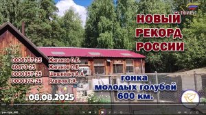 Дерби 600 км - голубята