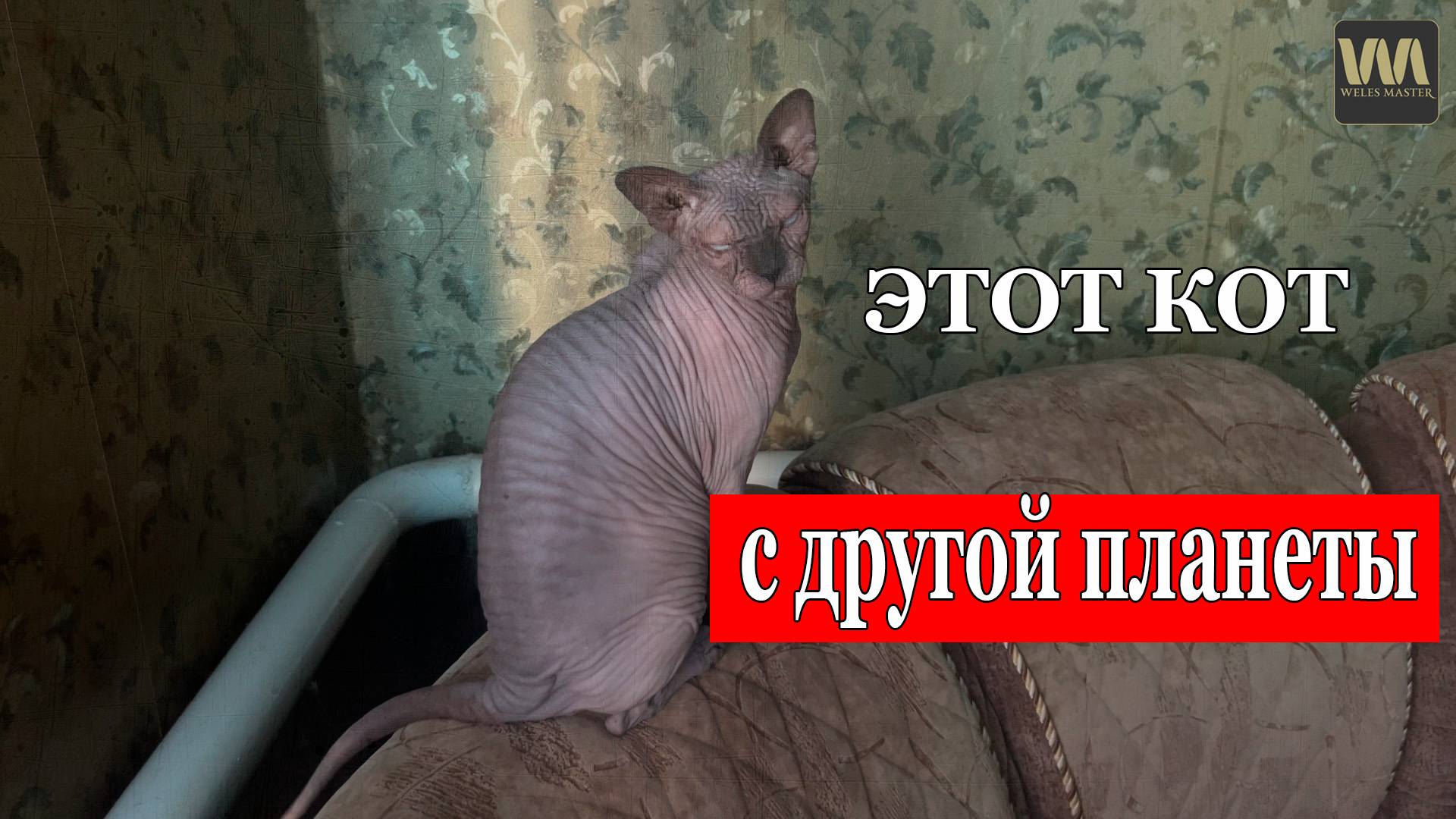 Почему этот кот так странно себя ведёт? #сфинкслео #котики смотреть онлайн