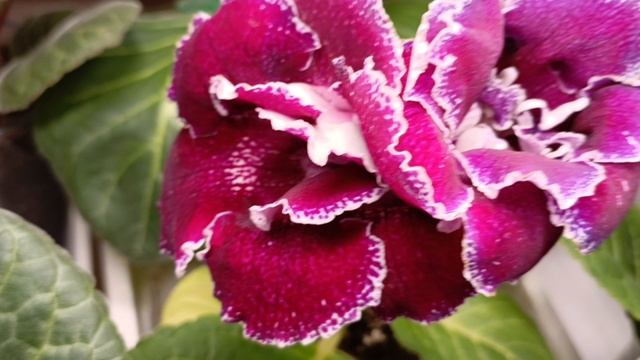 Опыление глоксиний! Теперь есть две беременные глоксинии 😍💕будем ждать семена ☺🙏 смотреть онлайн