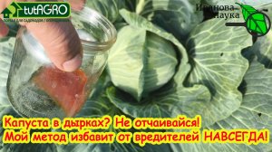 Огородники используют химию, а я — приправу: результат —капуста чистая, гусеницы исчезли.