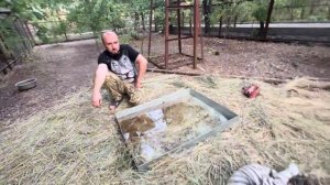 Белые тигрята подросли и уже стали на Дениса пробовать ОХОТНИЧЬИ ПРИЕМЫ)