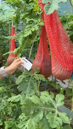 КОГДА СРЫВАТЬ АРБУЗ ЧТОБЫ ОН БЫЛ ТОЧНО СПЕЛЫМ