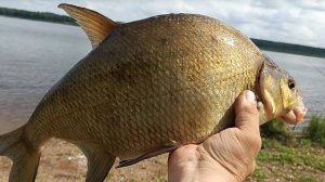 Рыбалка на крупного Леща.  Кама.