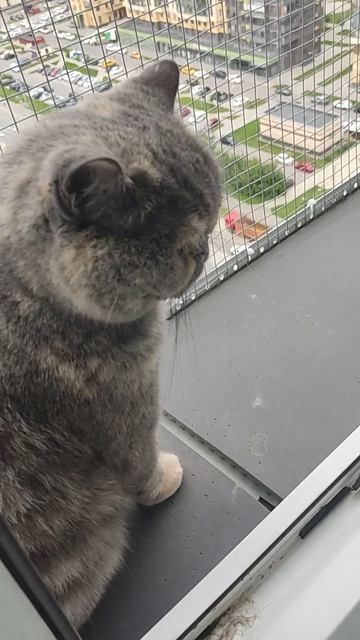 балкон для котов🐱🐱