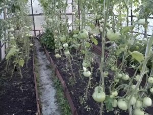 ОБРЕЗАЕМ ЛИСТЬЯ У ПОМИДОРЫ И ОГУРЦОВ В АВГУСТЕ, ДЛЯ ЧЕГО ЭТО НУЖНО ДЕЛАТЬ? 😍😍😍