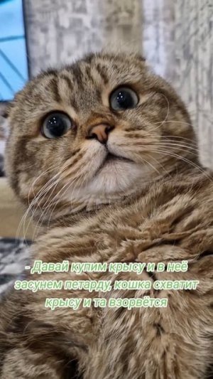 месть кошке от Алисы