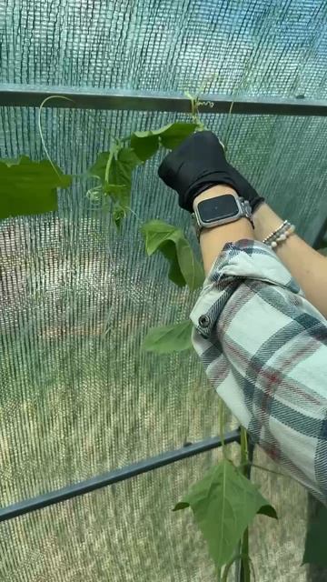 ОБНОВЛЯЕМ ОГУРЦЫ смотреть онлайн