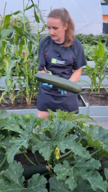 КАБАЧОК ЦУКЕША смотреть онлайн