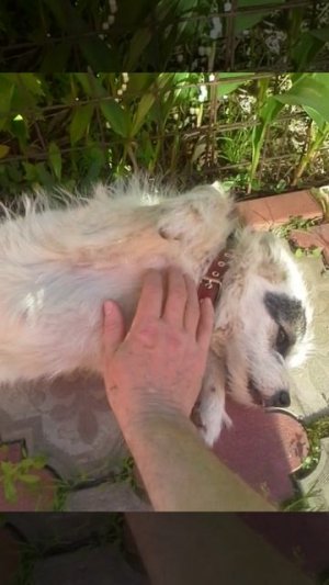 Почему собака ложится на спину