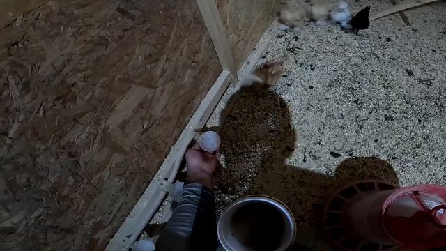 Убили его и съели ! Потери в хозяйстве ! ХУТОР В ЛЕСУ №742 смотреть онлайн