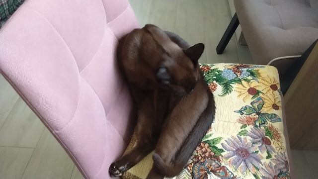 филя кот