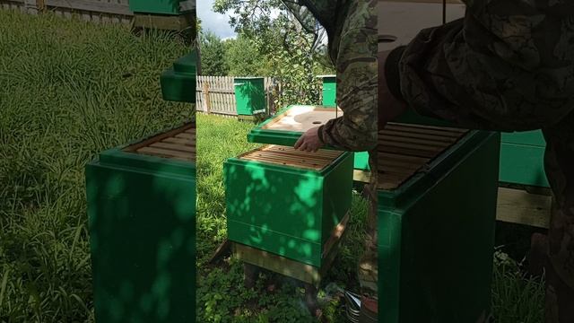 Установка пчелоудалителей смотреть онлайн