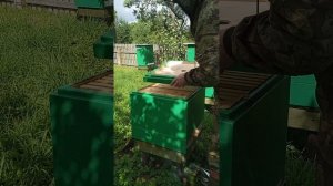 Установка пчелоудалителей 11 августа 2025 года...
