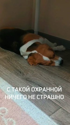 С такой охраной ничего не страшно 😂😜😴