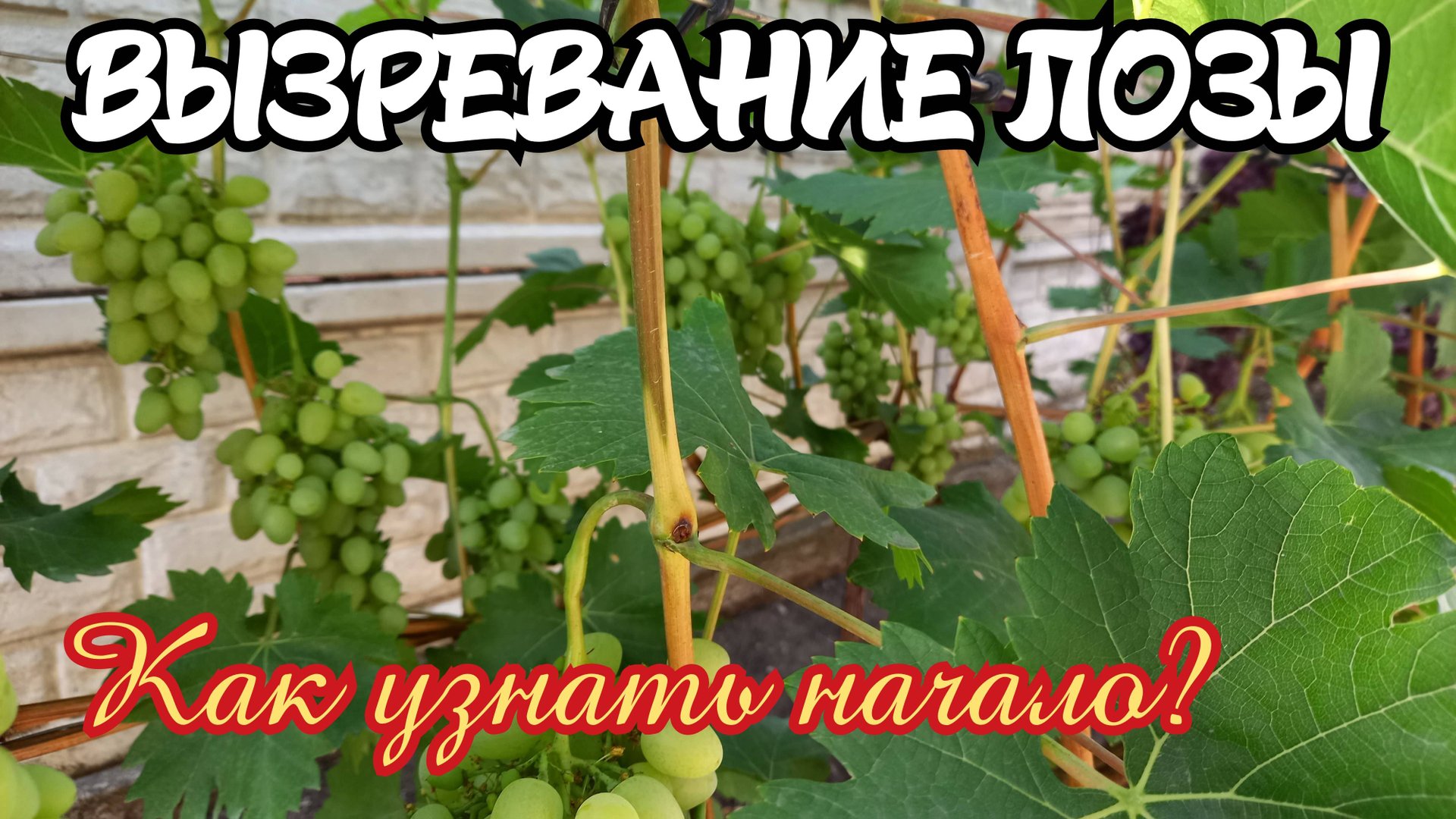 ВЫЗРЕВАНИЕ ЛОЗЫ винограда. Как узнать начало процесса? смотреть онлайн