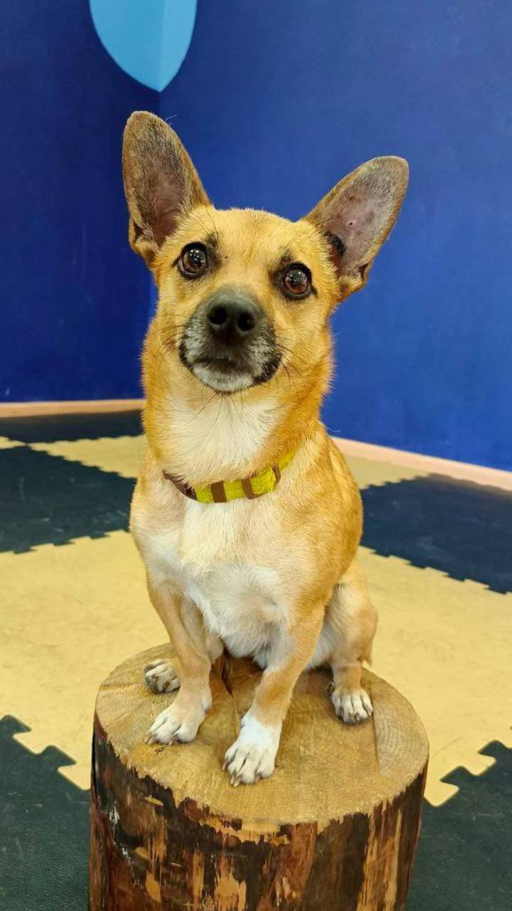 Собака в добрые руки. Оливка