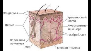 Поверхностные повреждения и ожоги у Юрия Кривонищенко