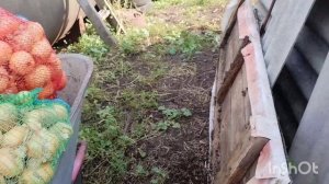 10.08.2025.купили мед/обрезали чеснок /как живут в русской деревне.