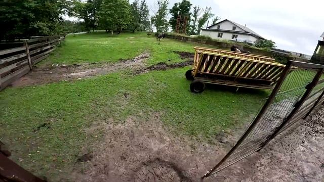 Бобры окружили хутор! Ещё один бобёр появился ! ХУТОР В ЛЕСУ №761 смотреть онлайн