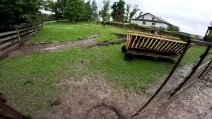 Бобры окружили хутор! Ещё один бобёр появился ! ХУТОР В ЛЕСУ №761