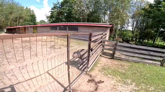 Вернулось 7 овец ! Где остальные ? Барашки потерялись ! Курятники вычистил ! ХУТОР В ЛЕСУ №771 смотреть онлайн