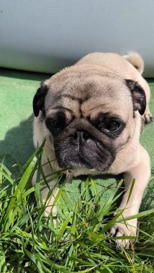 Застывшие шаромыжники