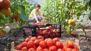 Сбор урожая помидор в теплице.