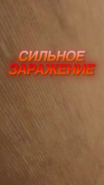 Что делать с сильным заражение клопами?