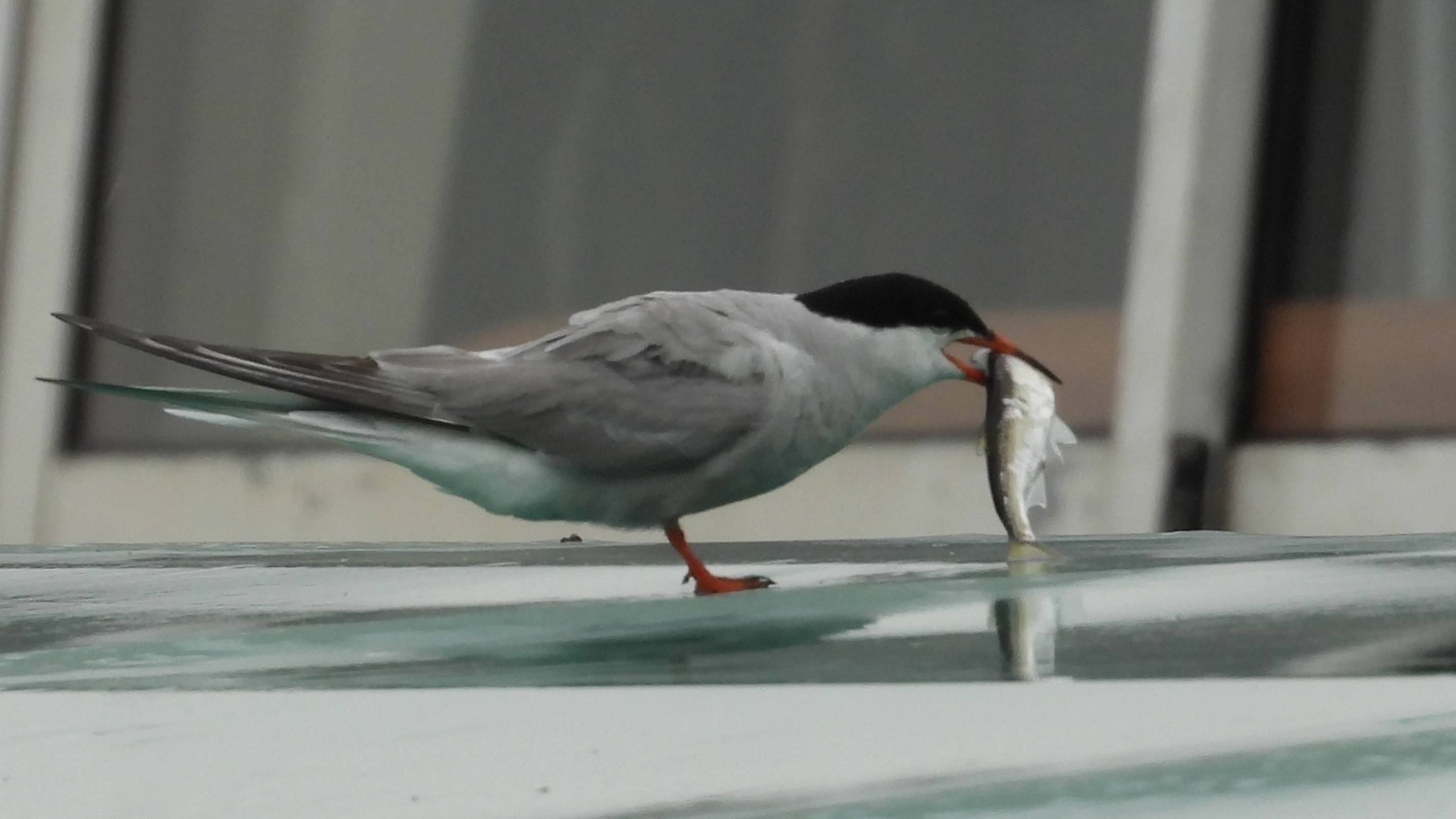 Речная Крачка ест рыбу, наблюдение в Великом Новгороде, 11 августа 2025 смотреть онлайн