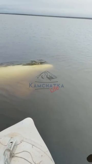 Мужык кормит с лодки Белугу