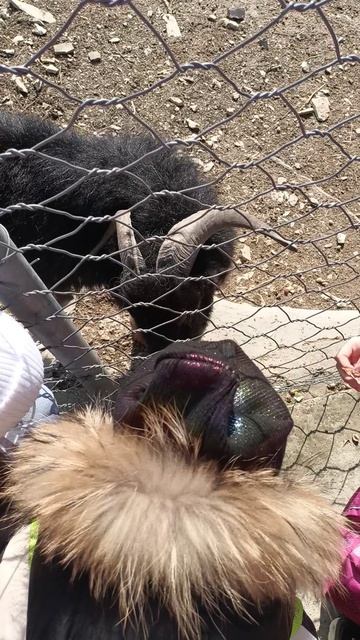 Покормили рогатого... смотреть онлайн