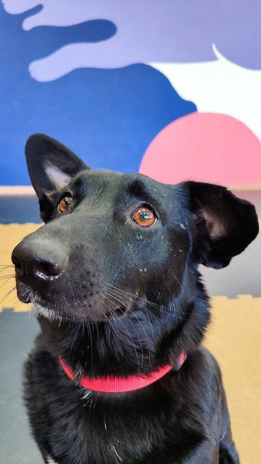 Собака в добрые руки. Нутелла