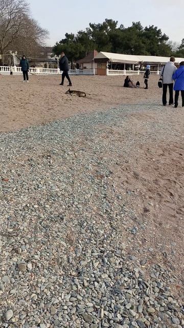 Зимний берег в Геленджике. смотреть онлайн