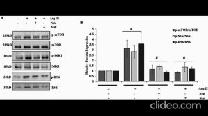 Небиволол лучше метопролола по влиянию на клетки сердца и митохондрии (разбор исследования)