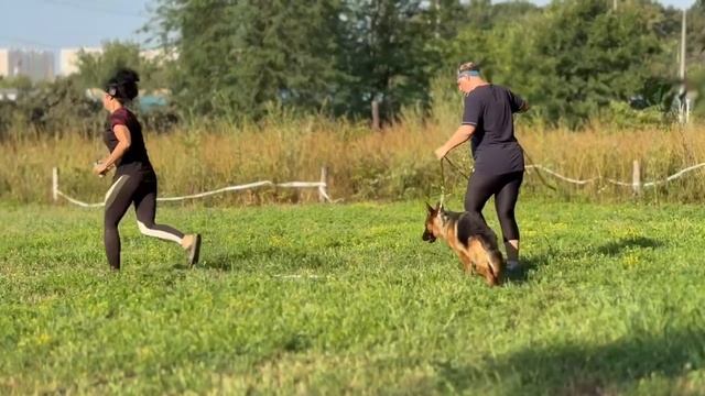 Баларис БЕРЕТТА, 1 год 4 месяца. Ринговая подготовка. Начало.