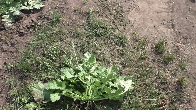 Дайкон застрелковался