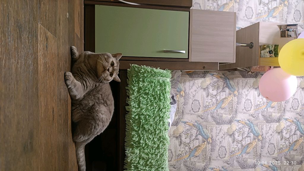 я смотреть онлайн