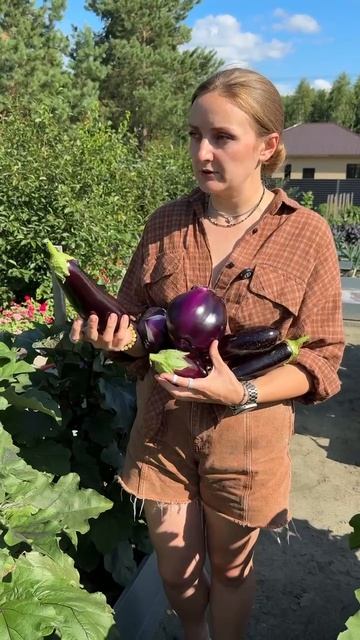 КАК ПОНЯТЬ ЧТО БАКЛАЖАНЫ ПОРА СРЫВАТЬ смотреть онлайн