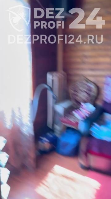 Короед в доме. Что делать?