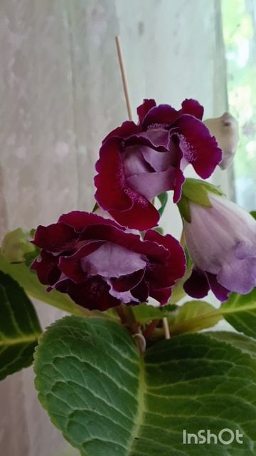 красоточки глоксинии 🌺💕💕🌸🌹🌸 смотреть онлайн