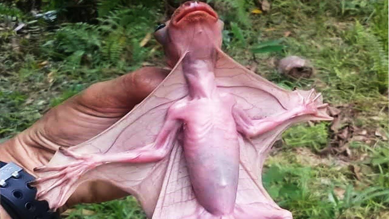 10 животных, которые просто странные смотреть онлайн