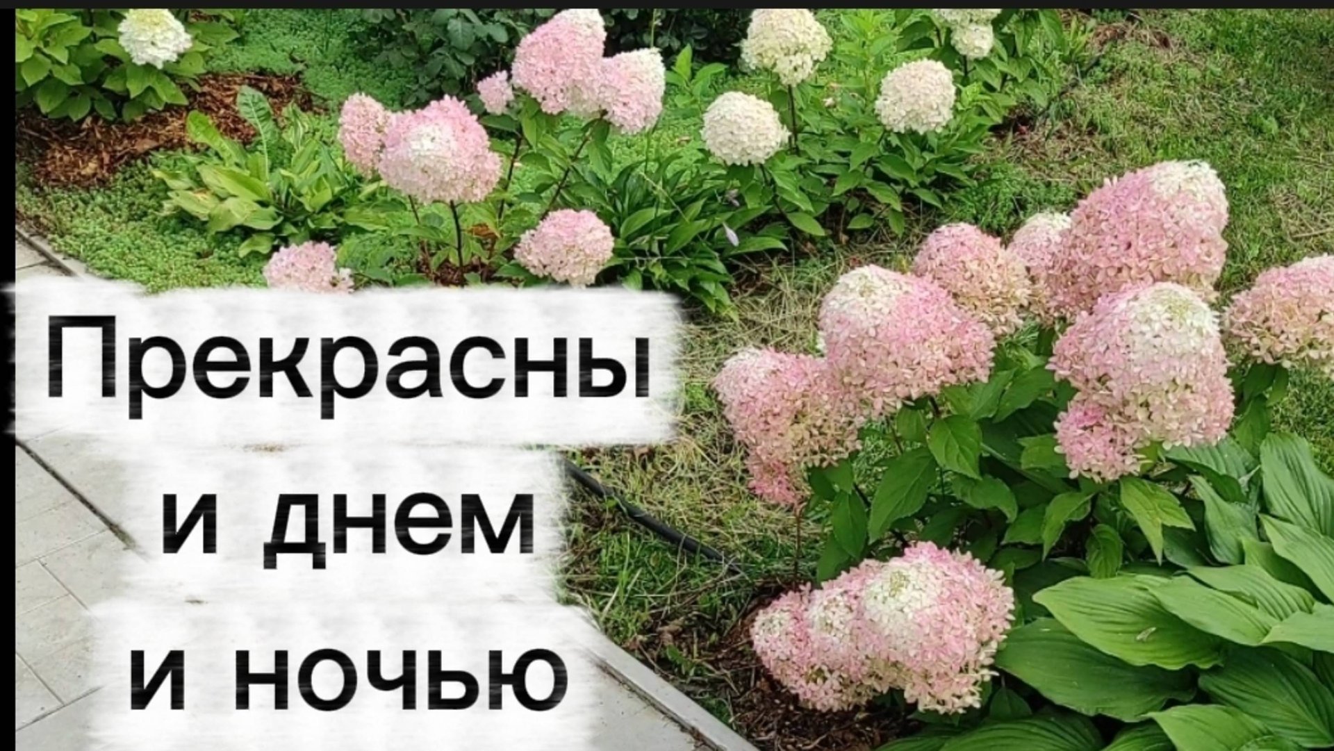 Метельчатые гортензии днем и ночью смотреть онлайн